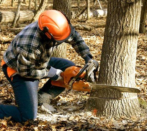 Tree Removal in Gotham, WI